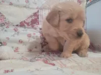 Lithyia, a female Golden Retriever for sale in Pittsburg, TX – Photo 9 of 10