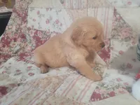 Lithyia, a female Golden Retriever for sale in Pittsburg, TX – Photo 8 of 10