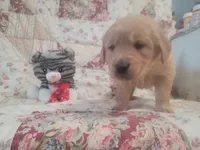 Lithyia, a female Golden Retriever for sale in Pittsburg, TX – Photo 6 of 10