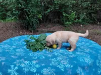 Venus, a female Golden Retriever for sale in Pittsburg, TX – 6 of 8