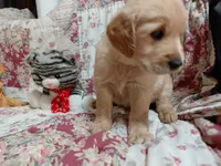 MAX, a male Golden Retriever for sale in Pittsburg, TX – 3 of 10