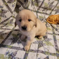 RAMSIS, a male Golden Retriever for sale in Pittsburg, TX – Photo 1 of 10