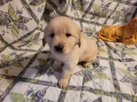 RAMSIS, a male Golden Retriever for sale in Pittsburg, TX – Photo 1 of 10