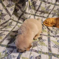 RAMSIS, a male Golden Retriever for sale in Pittsburg, TX – Photo 9 of 10