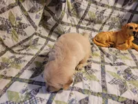 RAMSIS, a male Golden Retriever for sale in Pittsburg, TX – Photo 9 of 10