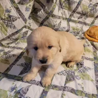 RAMSIS, a male Golden Retriever for sale in Pittsburg, TX – Photo 8 of 10