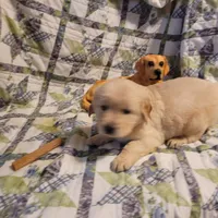 RAMSIS, a male Golden Retriever for sale in Pittsburg, TX – Photo 4 of 10