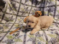 RAMSIS, a male Golden Retriever for sale in Pittsburg, TX – Photo 4 of 10