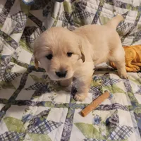 RAMSIS, a male Golden Retriever for sale in Pittsburg, TX – Photo 6 of 10