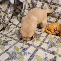 RAMSIS, a male Golden Retriever for sale in Pittsburg, TX – Photo 7 of 10