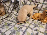 RAMSIS, a male Golden Retriever for sale in Pittsburg, TX – Photo 7 of 10