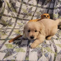 RAMSIS, a male Golden Retriever for sale in Pittsburg, TX – Photo 10 of 10