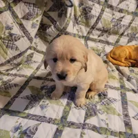 RAMSIS, a male Golden Retriever for sale in Pittsburg, TX – Photo 2 of 10