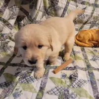 RAMSIS, a male Golden Retriever for sale in Pittsburg, TX – Photo 5 of 10