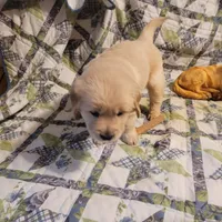 RAMSIS, a male Golden Retriever for sale in Pittsburg, TX – Photo 3 of 10