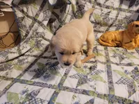 RAMSIS, a male Golden Retriever for sale in Pittsburg, TX – Photo 3 of 10