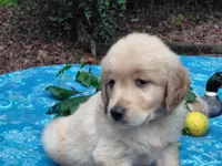 Venus, a female Golden Retriever for sale in Pittsburg, TX – 2 of 8