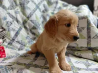 Venus, a female Golden Retriever for sale in Pittsburg, TX – 6 of 10