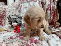 MAX, a male Golden Retriever for sale in Pittsburg, TX – 2 of 10