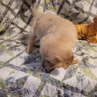 HORUS, a male Golden Retriever for sale in Pittsburg, TX – Photo 4 of 10