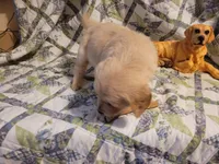 HORUS, a male Golden Retriever for sale in Pittsburg, TX – Photo 4 of 10