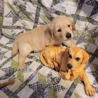 HORUS, a male Golden Retriever for sale in Pittsburg, TX – Photo 2 of 10