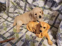 HORUS, a male Golden Retriever for sale in Pittsburg, TX – Photo 2 of 10