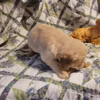 HORUS, a male Golden Retriever for sale in Pittsburg, TX – Photo 6 of 10