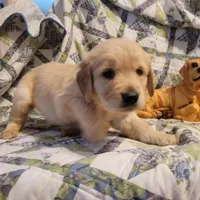 HORUS, a male Golden Retriever for sale in Pittsburg, TX – Photo 7 of 10