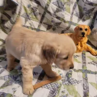 HORUS, a male Golden Retriever for sale in Pittsburg, TX – Photo 5 of 10