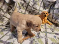 HORUS, a male Golden Retriever for sale in Pittsburg, TX – Photo 5 of 10