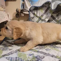 HORUS, a male Golden Retriever for sale in Pittsburg, TX – Photo 9 of 10