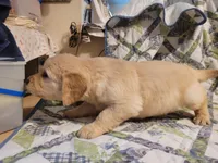 HORUS, a male Golden Retriever for sale in Pittsburg, TX – Photo 9 of 10