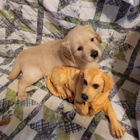 HORUS, a male Golden Retriever for sale in Pittsburg, TX – Photo 8 of 10