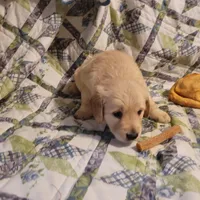 HORUS, a male Golden Retriever for sale in Pittsburg, TX – Photo 10 of 10