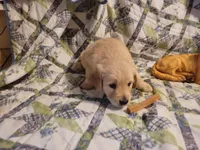 HORUS, a male Golden Retriever for sale in Pittsburg, TX – Photo 10 of 10