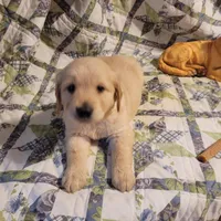 HORUS, a male Golden Retriever for sale in Pittsburg, TX – Photo 3 of 10