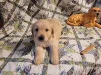 HORUS, a male Golden Retriever for sale in Pittsburg, TX – Photo 3 of 10