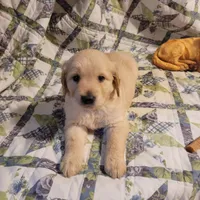 HORUS, a male Golden Retriever for sale in Pittsburg, TX – Photo 1 of 10