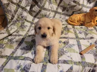 HORUS, a male Golden Retriever for sale in Pittsburg, TX – Photo 1 of 10