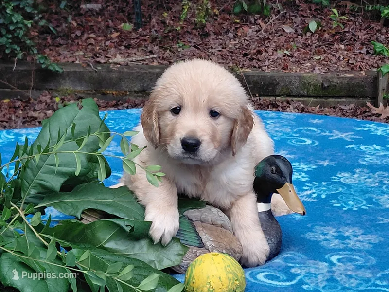 ASHUR, a male Golden Retriever for sale in Pittsburg, TX – 1 of 9