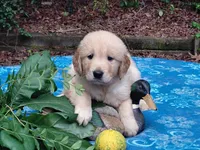 ASHUR, a male Golden Retriever for sale in Pittsburg, TX – 1 of 9