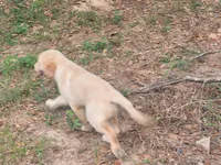 MAVERICK, a male Golden Retriever for sale in Pittsburg, TX – Photo 7 of 10
