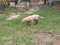 MAVERICK, a male Golden Retriever for sale in Pittsburg, TX – Photo 9 of 10