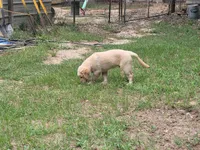 MAVERICK, a male Golden Retriever for sale in Pittsburg, TX – Photo 10 of 10