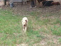 MAVERICK, a male Golden Retriever for sale in Pittsburg, TX – Photo 3 of 10