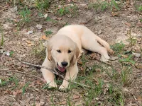 MAVERICK, a male Golden Retriever for sale in Pittsburg, TX – Photo 5 of 10