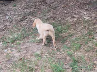 MAVERICK, a male Golden Retriever for sale in Pittsburg, TX – Photo 8 of 10