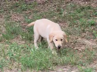 MAVERICK, a male Golden Retriever for sale in Pittsburg, TX – Photo 2 of 10