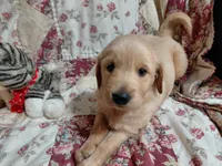 MAX, a male Golden Retriever for sale in Pittsburg, TX – 8 of 10